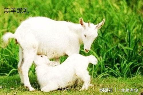 道具吃瓜的小羊,揭秘道具背后的趣味与智慧