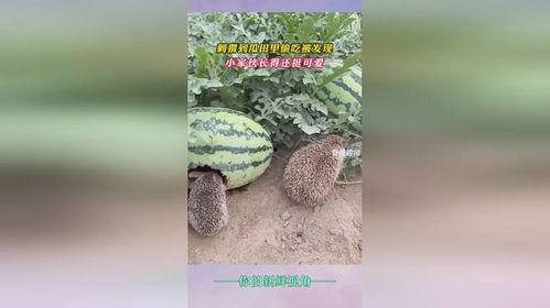 梦见吃田长瓜,揭秘吃田长瓜的神秘寓意