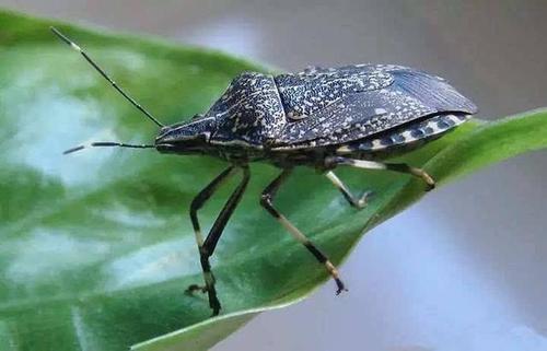 吃瓜虫又叫什么,揭秘“吃瓜虫”的别名之谜