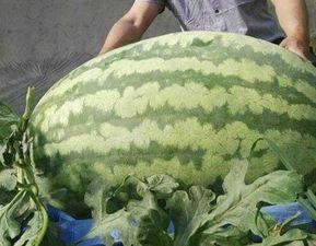 吃瓜届的大瓜,神秘大瓜引发热议，真相究竟如何？