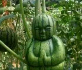 吃瓜网友的特点,网络时代的“旁观者”与“评论家”