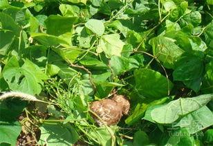 重庆吃的土瓜,重庆土瓜的独特风味之旅