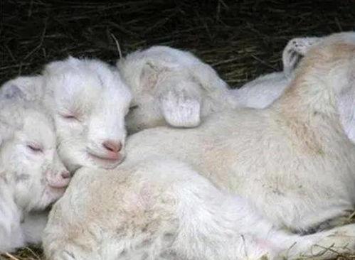 吃瓜羔羊,网络红人的崛起与争议