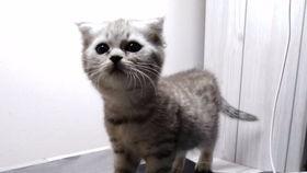 吃瓜的白喵,吃瓜小白喵的趣味生活记