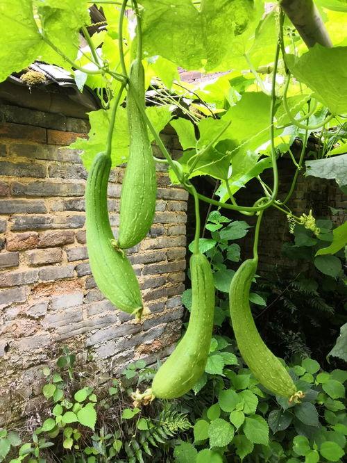 什么蜂吃瓜,揭秘瓜农的甜蜜守护者