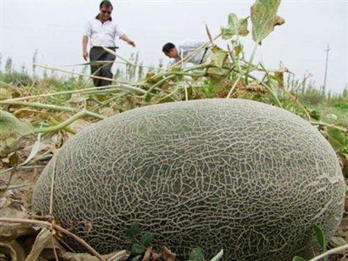 冬天吃伽师瓜视频,探寻伽师瓜的冬日美味