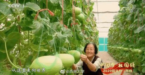 开放吃瓜后续,揭秘网络热议背后的真相与反思