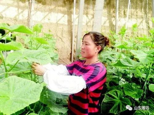 潍坊大棚美女吃瓜,美女品尝瓜果乐享田园时光