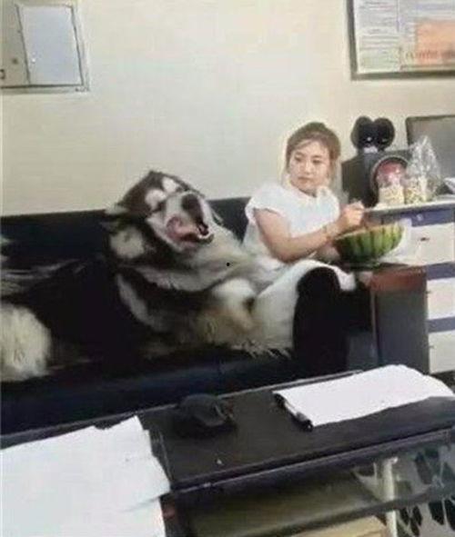 撒娇才有瓜吃,揭秘“撒娇才有瓜吃”的甜蜜秘诀