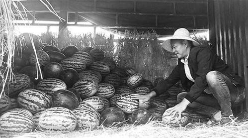 吃瓜群众岱岱野望,揭秘吃瓜群众的趣味生活