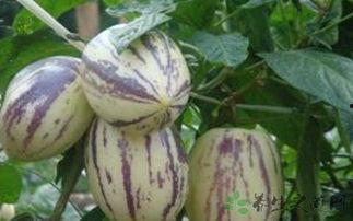 头痛可以吃茄瓜,缓解头痛的天然良药