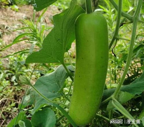 番茄大王吃瓜,揭秘农业新风尚