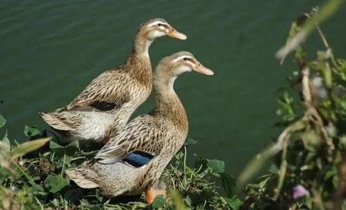 瓜哥吃瓜补全鸭子,揭秘娱乐圈的“鸭”事奇闻