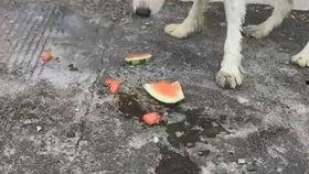 狗在吃瓜,宠物与夏日瓜果的甜蜜邂逅