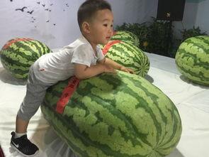 莱芜吃瓜群众事件,一场网络舆论的风暴与反思